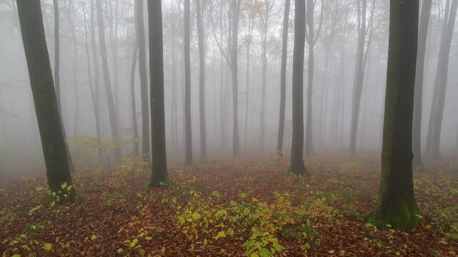 Wald mit Morgennebel im Herbst, Katzenbuckel, Waldbrunn, Odenwald, Baden-W&uuml;rttemberg, Deutschland