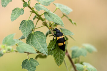 colorado potato beetle on leaf