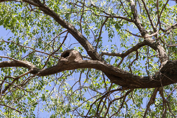 Fototapeta premium A bird's nest on the branch of a tree, the nest is made of clay