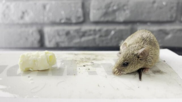 The mouse got caught in a super glue trap. A little mouse is caught in a glue trap and is trying to get out. The mouse stuck ion glue trap. An animal that spreads pathogens. Rat dying on trap. 