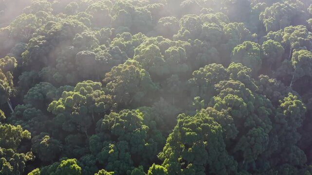 Sunlight streaming through verdant forest canopy, casting ethereal golden rays and dappled shadows across dense woodland landscape