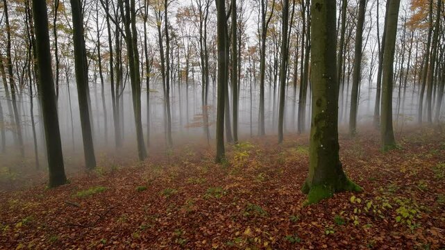 Wald mit Morgennebel im Herbst, Katzenbuckel, Waldbrunn, Odenwald, Baden-W&uuml;rttemberg, Deutschland