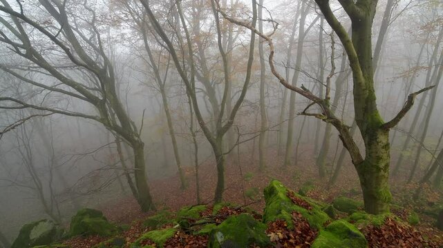 Wald mit Morgennebel im Herbst, Katzenbuckel, Waldbrunn, Odenwald, Baden-W&uuml;rttemberg, Deutschland