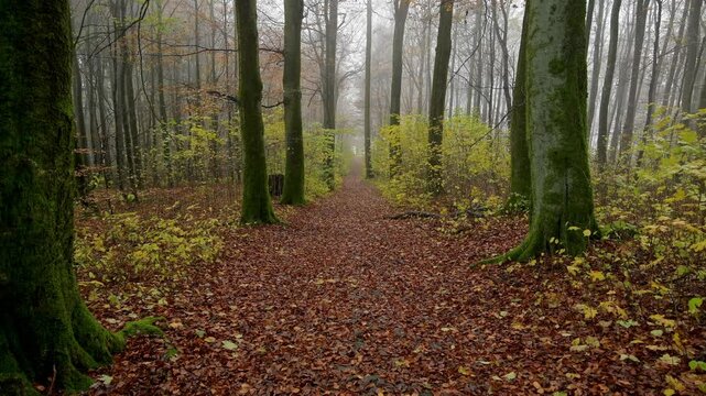 Waldweg mit Morgennebel im Herbst, Katzenbuckel, Waldbrunn, Odenwald, Baden-W&uuml;rttemberg, Deutschland