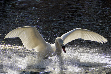 schwan