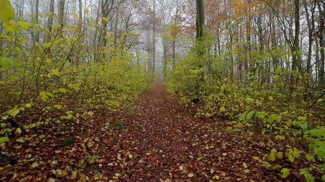 Waldweg mit Morgennebel im Herbst, Katzenbuckel, Waldbrunn, Odenwald, Baden-W&uuml;rttemberg, Deutschland