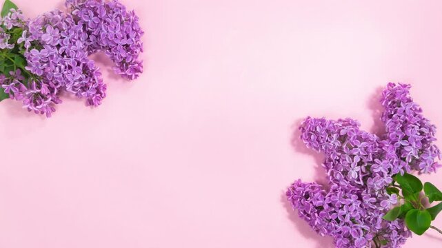 Flowering lilac branches sway slightly in opposite corners. Pink background with copy space. Concept of springtime and spring holidays. Template for design or text. Stop motion animation. Flat lay.