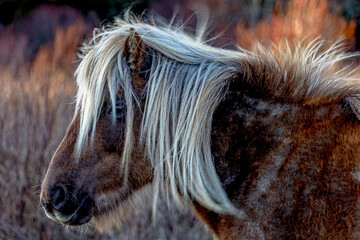 Grayson Highlands views at sunset