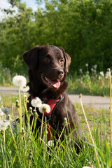 Smiling chocolate Labrador retriever sitting in a dandelion field