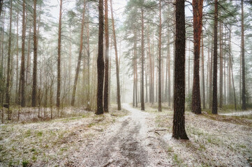 Obraz premium Pine forest, snowfall, spring sun.