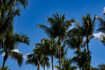 palm trees against blue sky