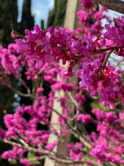 Close up of vivid pink blossoms on a spring tree redbud