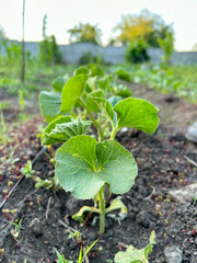 Young melon plant growing in fertile soil in a vegetable garden