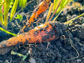 Fresh carrots growing in fertile soil: a close-up of nature's bounty
