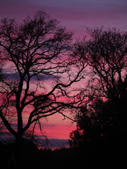 A dramatic silhouette of a large twisty tree against a vibrant pink sunset