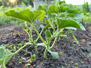 Young melon plants growing in a field at sunset