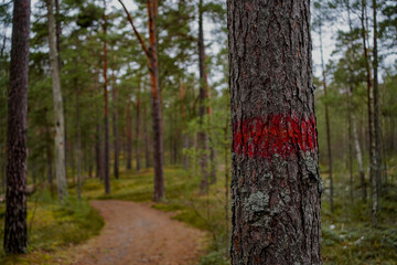 Colorful stripes painted on trees in the forest, marking a trail or route, indicating a hiking path or adventure, vibrant and eye-catching markers in nature