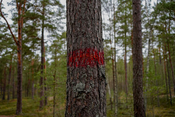Colorful stripes painted on trees in the forest, marking a trail or route, indicating a hiking path or adventure, vibrant and eye-catching markers in nature