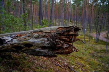 Close-up of the end of a fallen tree trunk, showcasing the broken wood texture and natural details...