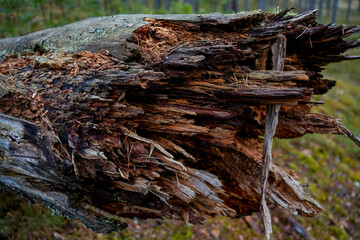 Close-up of the end of a fallen tree trunk, showcasing the broken wood texture and natural details...