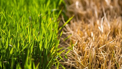 Obraz premium Green grass damage dry grass texture backgroun