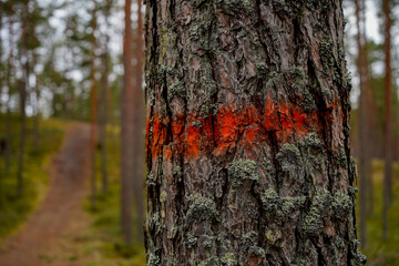 Colorful stripes painted on trees in the forest, marking a trail or route, indicating a hiking path or adventure, vibrant and eye-catching markers in nature