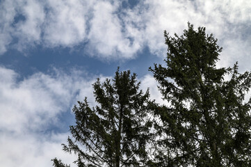 Cones in top of spruce tree