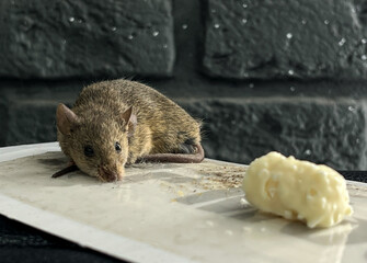 The mouse got caught in a super glue trap. A little mouse is caught in a glue trap and is trying to...