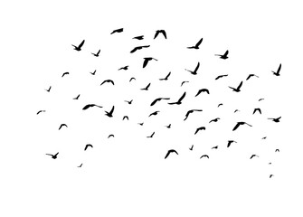 Flying birds silhouette flock. hand drawing. Not AI. Vector illustration.