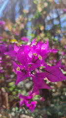 Obraz premium Beautiful pink flowers with cozy sunlight