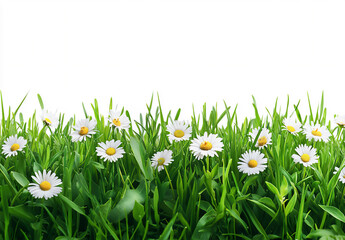 photograph of green grass with a border of daisies,