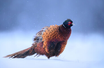 Ringneck Pheasant (Phasianus colchicus) male close up