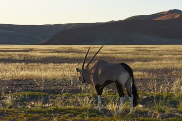 Oryx (oryx gazella) vor den Sanddünen im Namib-Naukluft Nationalpark in Namibia. 