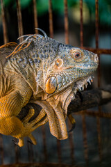Display Dekta from the head of Iguana in a cage, reptile iguanas in an iron trellis cage.