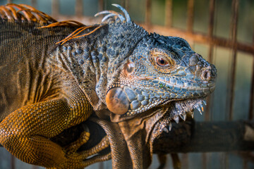 Display Dekta from the head of Iguana in a cage, reptile iguanas in an iron trellis cage.