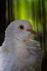 The close appearance of pigeons in the cage. 