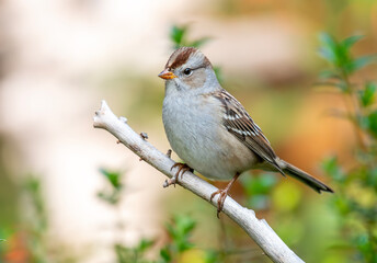 Juvenile White-crowned Sparrow in Autumn