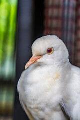 The close appearance of pigeons in the cage. 