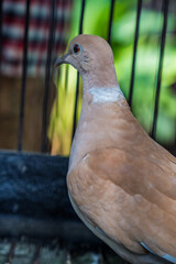 The close appearance of pigeons in the cage. 