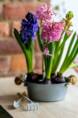 Kid's environmental project at home for ecology school lesson. Environment protection, eco friendly lifestyle. Growing bulbous hyacinth flowers in a pot on a windowsill. Spring gardening concept