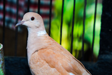 The close appearance of pigeons in the cage. 