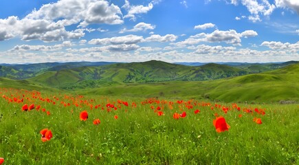 Naklejka premium The field of red poppies flowers in spring. Panoramic view of green hills of in spring with poppies blooming in foreground. Copy space. Papaver rhoeas. Corn poppy, corn rose, field poppy, red grass.
