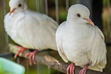 close-up of a pair of white doves in a cage. A pair of doves sitting on a branch in a cage.