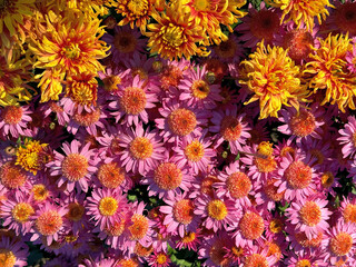 Pretty garden mums flowers chrysanthemums pink and yellow blooms. 