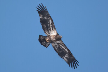 Juvenile Bald Eagle in winter frlying in a Park