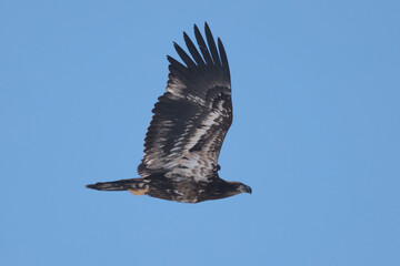 Juvenile Bald Eagle in winter frlying in a Park