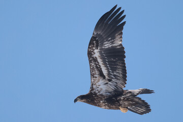Juvenile Bald Eagle in winter frlying in a Park