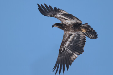 Juvenile Bald Eagle in winter frlying in a Park