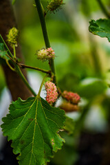 The close appearance of the mulberry fruit in the tree tuition with a selective focus.