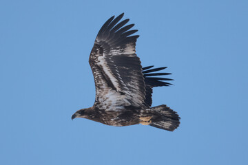 Juvenile Bald Eagle in winter frlying in a Park